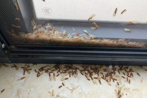 教你如何辨別家中是否已經遭受白蟻的侵害