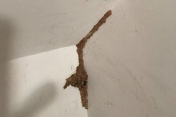 教你如何辨別家中是否已經遭受白蟻的侵害