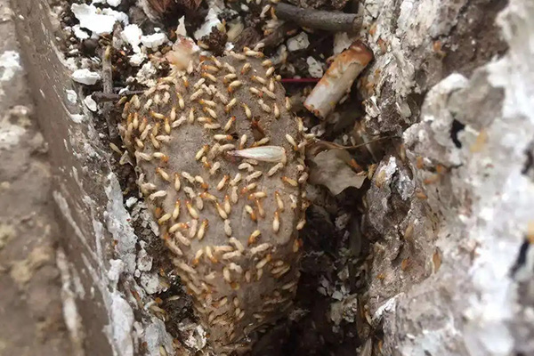 家里出現白蟻怎么辦，教你在家怎么防治白蟻？