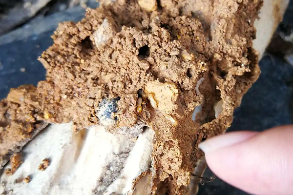 白蟻危害大、難消滅，家里出現(xiàn)白蟻該怎么辦？