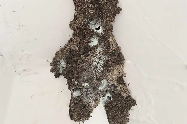 長沙白蟻防治,長沙滅白蟻,白蟻防治公司,守護者生物工程