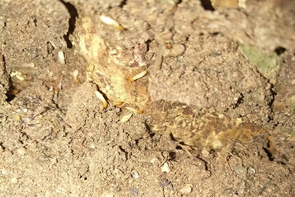 長沙白蟻防治,長沙滅白蟻,白蟻防治公司,守護者生物工程