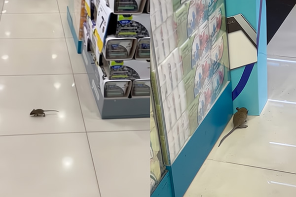 商場(chǎng)滅老鼠,長(zhǎng)沙滅鼠公司,長(zhǎng)沙老鼠防治,守護(hù)者生物工程