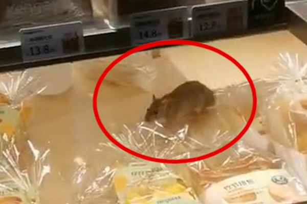 食品店出現老鼠，如何快速定位并消滅？防治要點大公開！