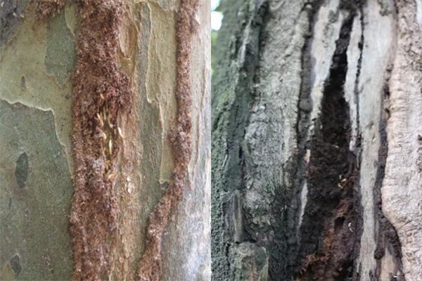 長沙白蟻防治,長沙滅白蟻,園林白蟻防治,守護者生物工程