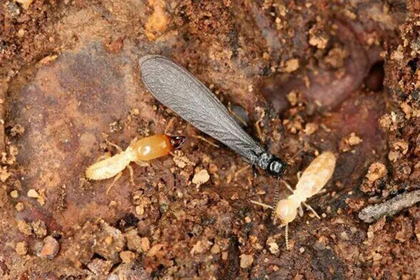 長沙白蟻防治,長沙滅白蟻,白蟻防治,守護者生物工程