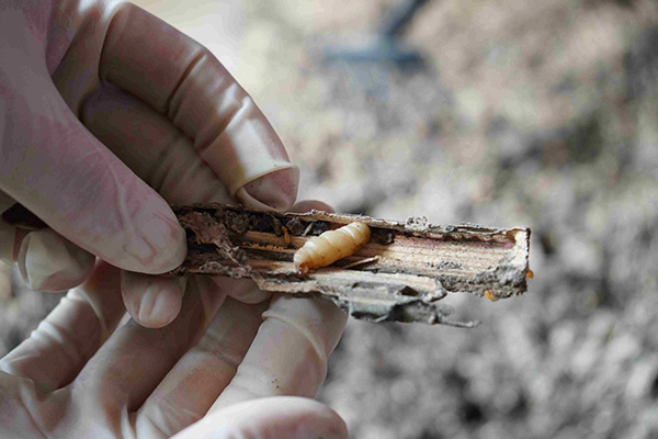 長沙白蟻防治,長沙滅白蟻,白蟻防治,守護者生物工程