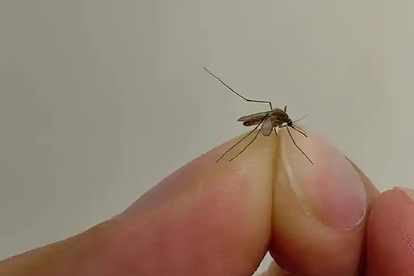 家里蚊蟲肆虐影響生活怎么辦？高效消殺蚊蟲的方法有哪些？