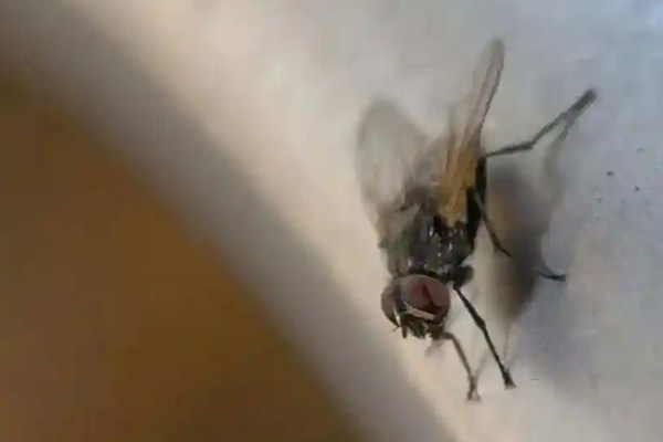 商場蒼蠅多影響顧客體驗，到底該如何科學進行防治？