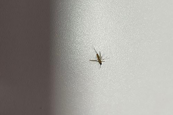 蚊蟲防治,長(zhǎng)沙滅蚊公司,長(zhǎng)沙蚊蟲防治,守護(hù)者生物工程