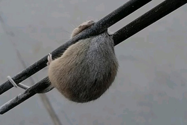 老鼠防治,長沙滅鼠公司,長沙老鼠防治,校園滅老鼠,守護者生物工程