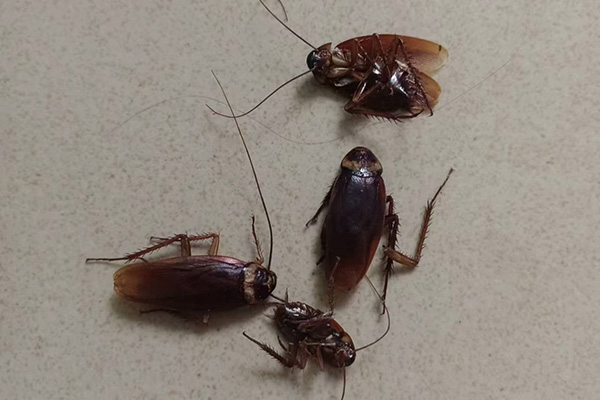 長沙滅蟑螂,蟑螂防治,蟑螂消殺,長沙滅蟑螂公司,守護者生物工程