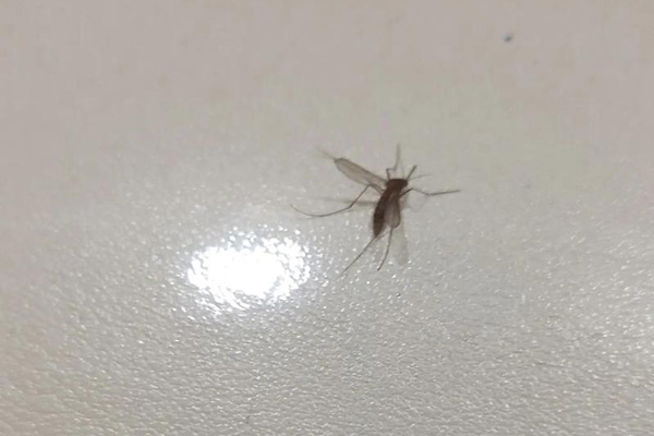 室內蚊蟲不斷出現，到底怎么防治才能徹底呢？