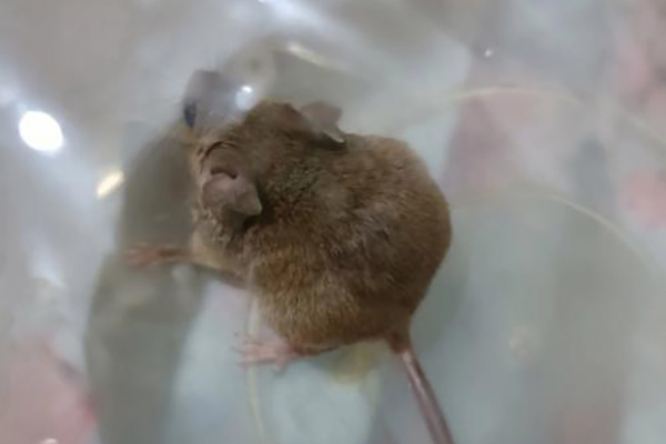 家中老鼠橫行有何隱患，怎樣消殺才能徹底根除？