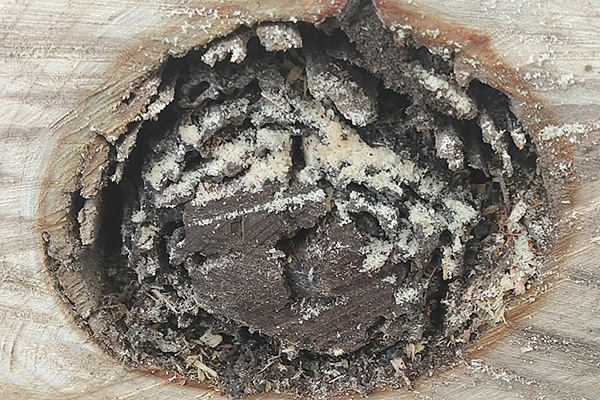 長(zhǎng)沙白蟻防治,長(zhǎng)沙滅白蟻,白蟻防治,守護(hù)者生物工程