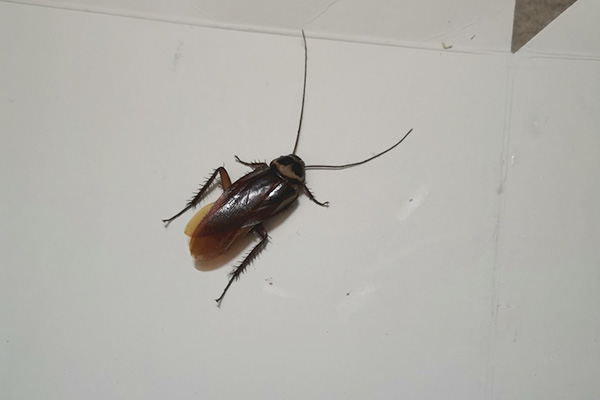 夏季蟑螂活動猖獗，怎樣才能消滅它們？